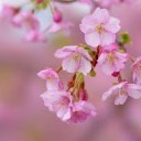 さくら・・・