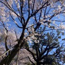 駆足花見