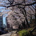 駆足花見