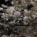夜桜