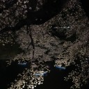 夜桜
