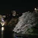 夜桜