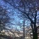 桜前線
