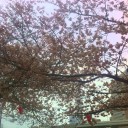 桜前線