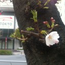 桜前線
