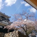 花散らしの雨
