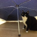 借りてきた猫。