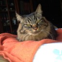 借りてきた猫。