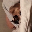 ネコカス