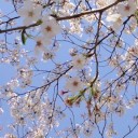 今年の桜