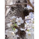 今年の桜