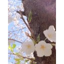 今年の桜