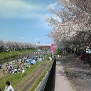 黒目川桜祭り