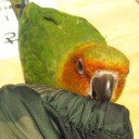 鳥カフェ
