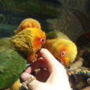 鳥カフェ