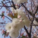 春です。
