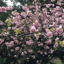 お花見、第二弾