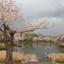 お花見、第二弾