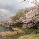 お花見、第二弾