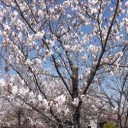 動画公開～！！落合公園の桜２０１４