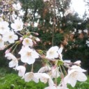 春がきた。