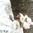 夜桜。