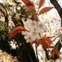 春ですね～(*´ω｀*)
