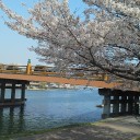 唐橋の桜と巣箱