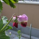 紫エンドウと法蓮草