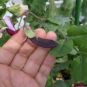 紫エンドウと法蓮草