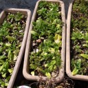 紫エンドウと法蓮草