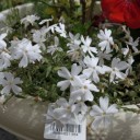 みかんとペチュニアと芝桜