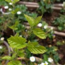 この木なんの木名無しの木