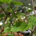この木なんの木名無しの木