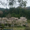 山のさくら。