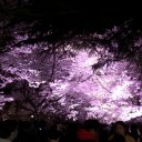 旅に出ました