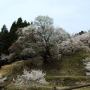 千年桜