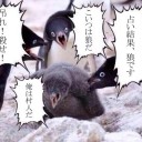【JOU】速羽根のコカトリス