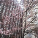 桜 咲く。（本文シツコク転記。）
