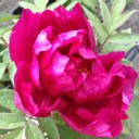 GW初日の花。