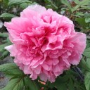 GW初日の花。