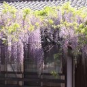 曼茶羅寺＆清流亭の藤２０１４