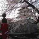 快適な青函航路と満開の弘前城の桜
