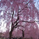 快適な青函航路と満開の弘前城の桜