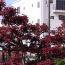 ちょっと早い５月５日