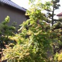 ちょっと早い５月５日