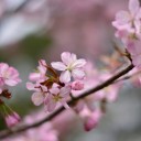 花見