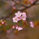花見