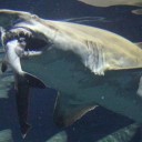 アクアワールド茨城県大洗水族館でサメがサメを襲う