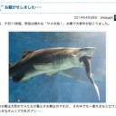 アクアワールド茨城県大洗水族館でサメがサメを襲う